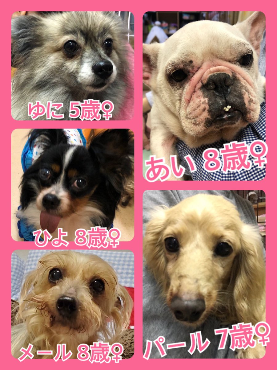 🐾今日の里親様募集中ワンコ🐶メンバーです🐾2020,5,3